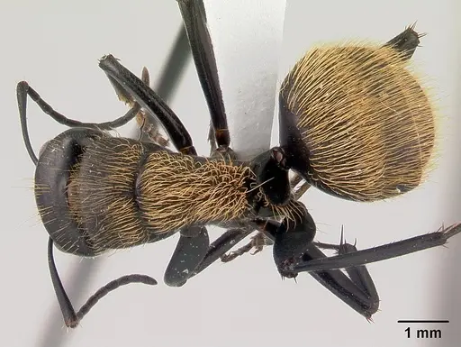 Camponotus nossibeensis - CASENT0191657