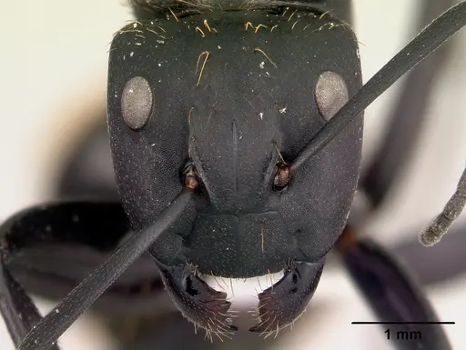 Camponotus nossibeensis - CASENT0191657