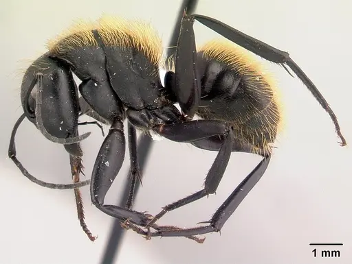 Camponotus nossibeensis - CASENT0191657