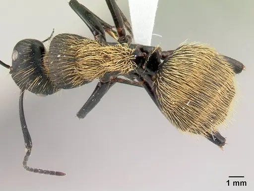 Camponotus nossibeensis - CASENT0191658