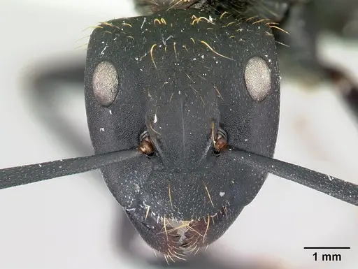 Camponotus nossibeensis - CASENT0191658