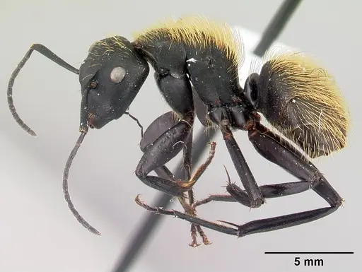 Camponotus nossibeensis - CASENT0191658