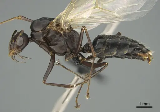 Camponotus nossibeensis - CASENT0476564