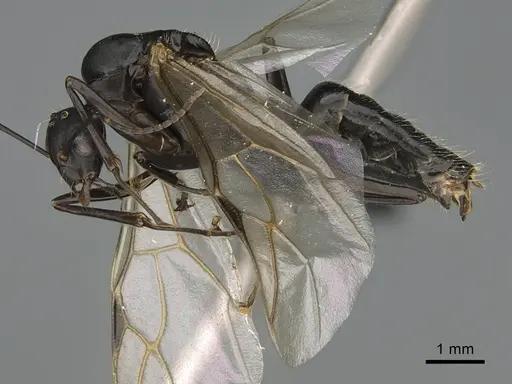 Camponotus nossibeensis - CASENT0476661