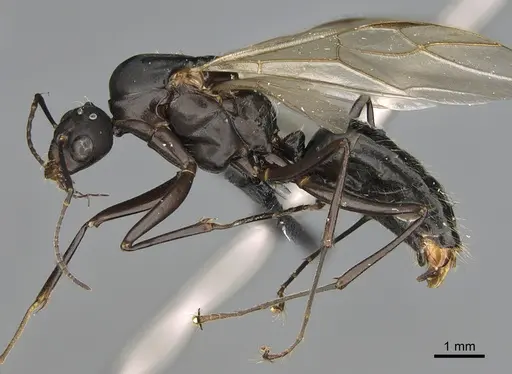 Camponotus nossibeensis - CASENT0476768