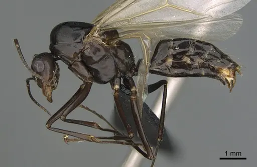 Camponotus nossibeensis - CASENT0476825