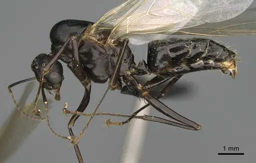 Camponotus nossibeensis - CASENT0476827