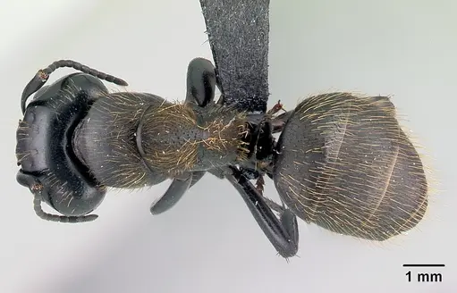 Camponotus nossibeensis - CASENT0493593