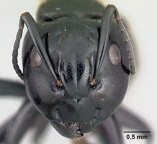 Camponotus nossibeensis - CASENT0493593