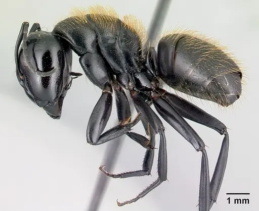 Camponotus nossibeensis - CASENT0493593
