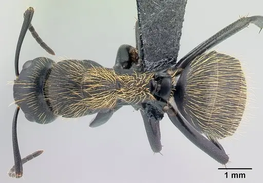 Camponotus nossibeensis - CASENT0493595