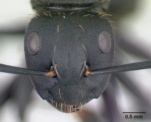 Camponotus nossibeensis - CASENT0493595