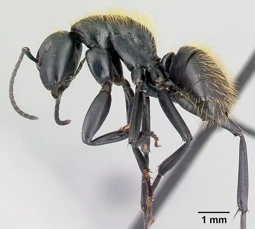 Camponotus nossibeensis - CASENT0493595