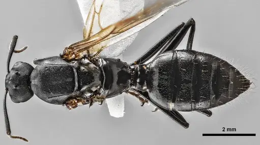 Camponotus novaeboracensis specimen