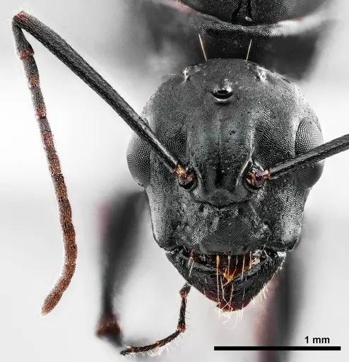 Camponotus novaeboracensis specimen