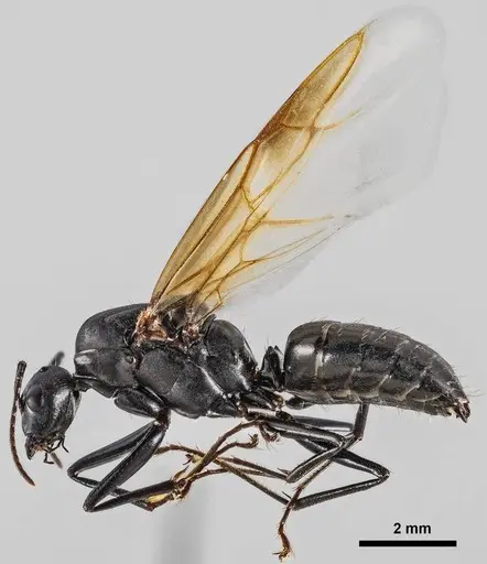 Camponotus novaeboracensis specimen