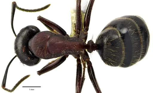 Camponotus novaeboracensis - ANTWEB1041671