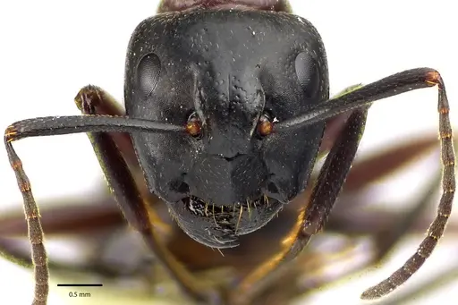 Camponotus novaeboracensis - ANTWEB1041671