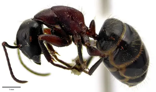 Camponotus novaeboracensis - ANTWEB1041671