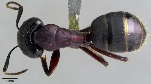 Camponotus novaeboracensis - ANTWEB1041736