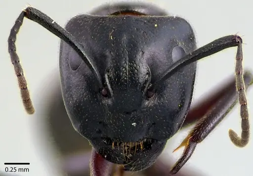 Camponotus novaeboracensis - ANTWEB1041736