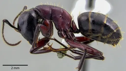 Camponotus novaeboracensis - ANTWEB1041736