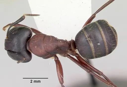 Camponotus novaeboracensis - CASENT0103348