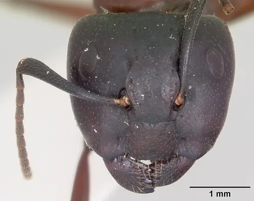 Camponotus novaeboracensis - CASENT0103348