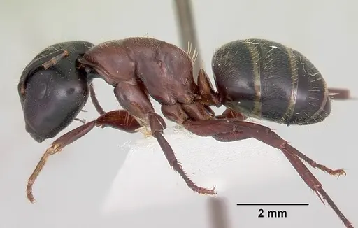 Camponotus novaeboracensis - CASENT0103348