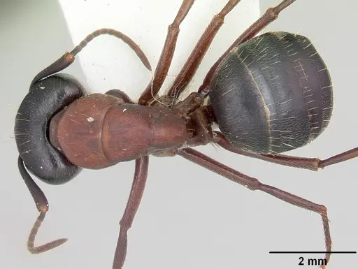 Camponotus novaeboracensis - CASENT0103349