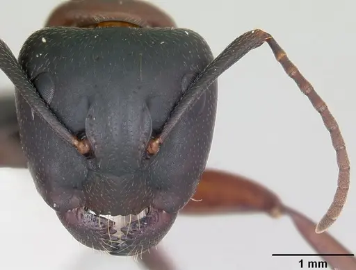 Camponotus novaeboracensis - CASENT0103349