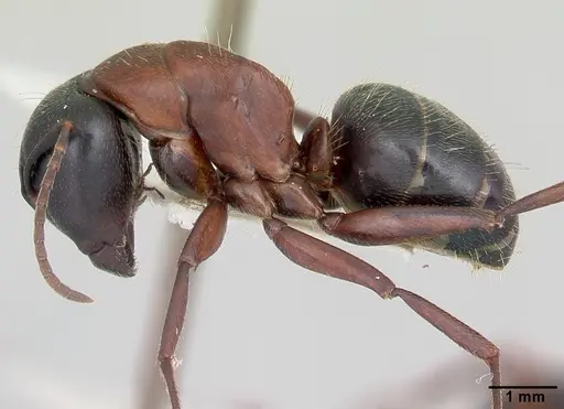 Camponotus novaeboracensis - CASENT0103349