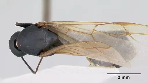 Camponotus novaeboracensis - CASENT0103350