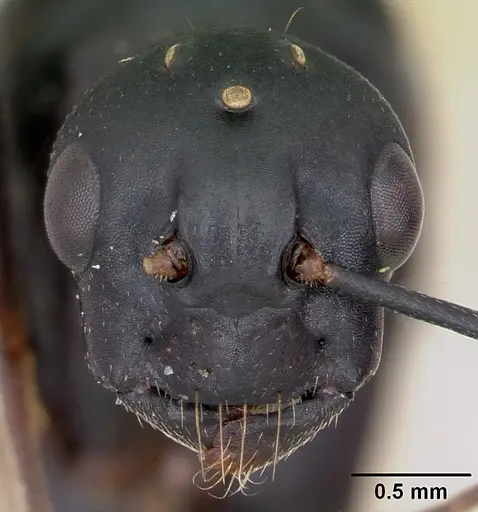Camponotus novaeboracensis - CASENT0103350