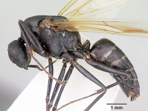 Camponotus novaeboracensis - CASENT0103350