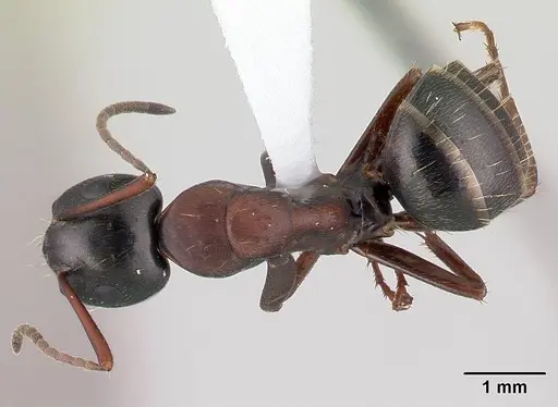 Camponotus novaeboracensis - CASENT0179612
