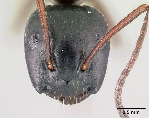 Camponotus novaeboracensis - CASENT0179612