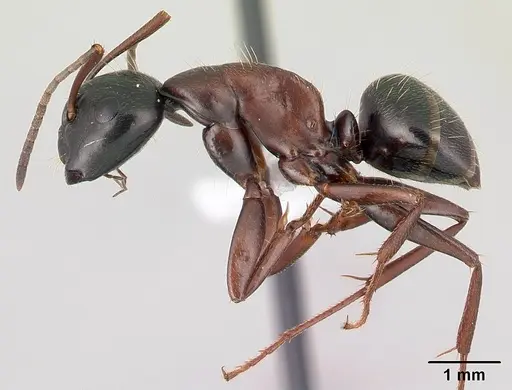 Camponotus novaeboracensis - CASENT0179612
