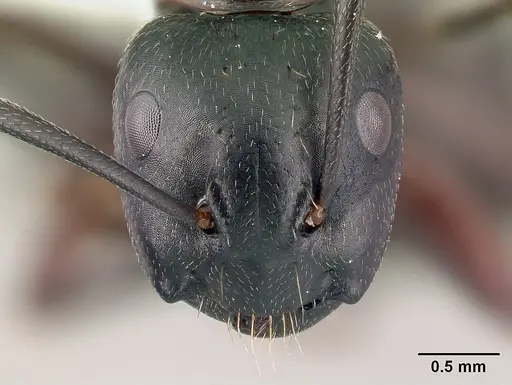 Camponotus novaeboracensis - CASENT0179847