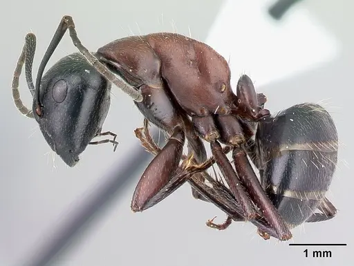 Camponotus novaeboracensis - CASENT0179847