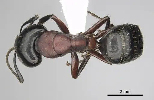 Camponotus novaeboracensis - CASENT0280012