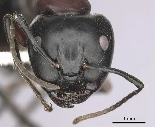 Camponotus novaeboracensis - CASENT0280012