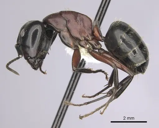 Camponotus novaeboracensis - CASENT0280012