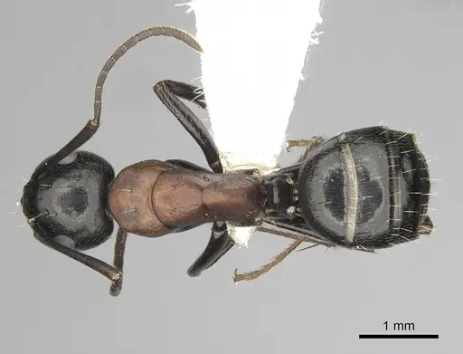 Camponotus novaeboracensis - CASENT0280013