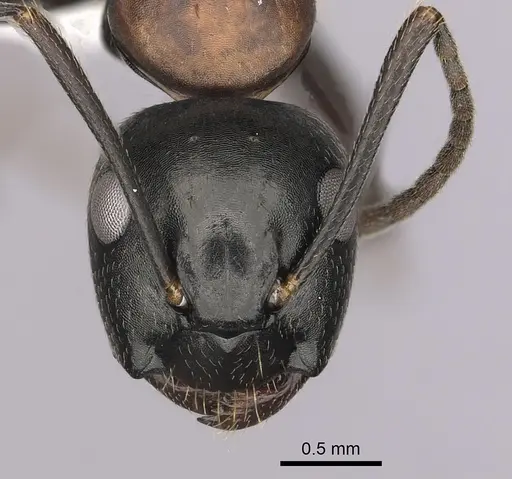 Camponotus novaeboracensis - CASENT0280013