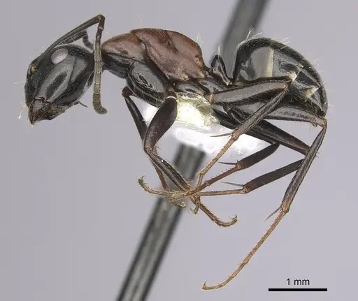 Camponotus novaeboracensis - CASENT0280013