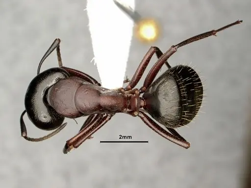 Camponotus novaeboracensis - CASENT0884313