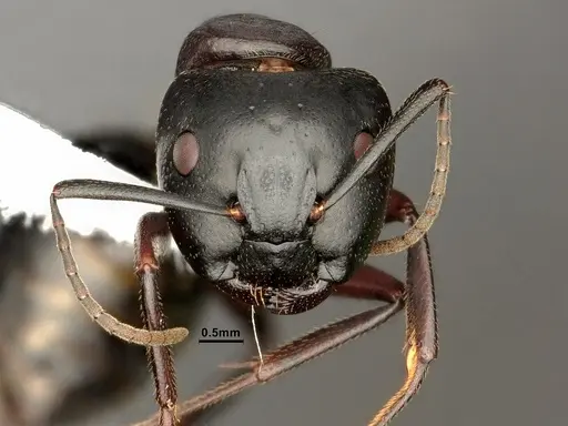 Camponotus novaeboracensis - CASENT0884313