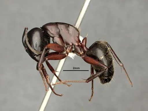 Camponotus novaeboracensis - CASENT0884313