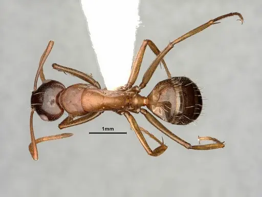 Camponotus novaeboracensis - CASENT0884316